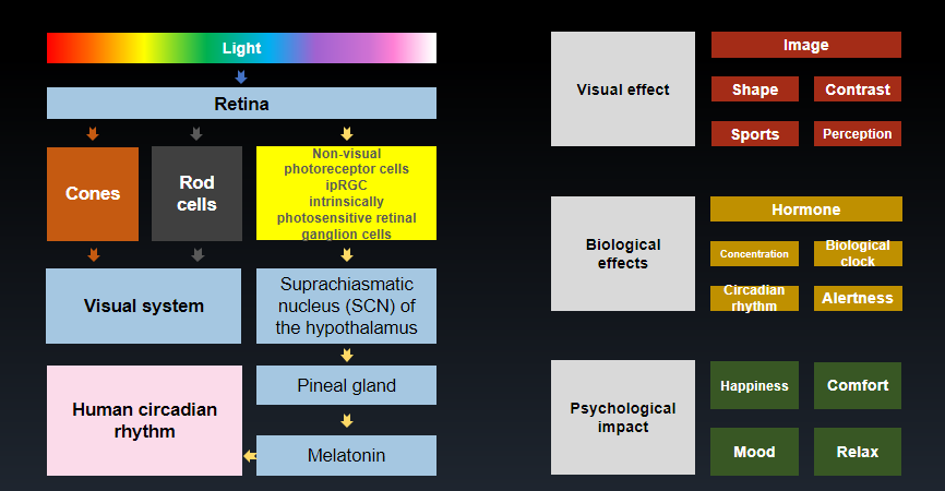 Evercore RGBCW Series Topic